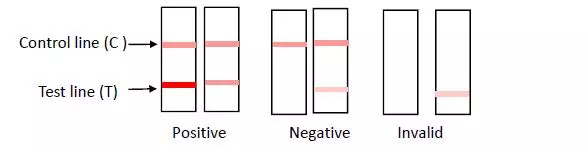 Syphilis Window Period Testing Infectious Disease Syphilis IVD Testing Strip Rapid Whole Blood / Serum ...