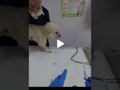 How to Place an Endotracheal Tube in Dogs?
