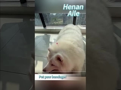 How to bandage your pet's paw？