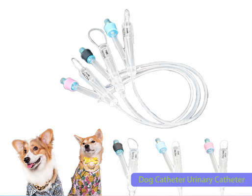 Good price Animals Medical Hydrophilic veterinary Silicone Coating Super-lubricity 2 Way Pure Silicon Foley catheter Urinary surgery for dogs online